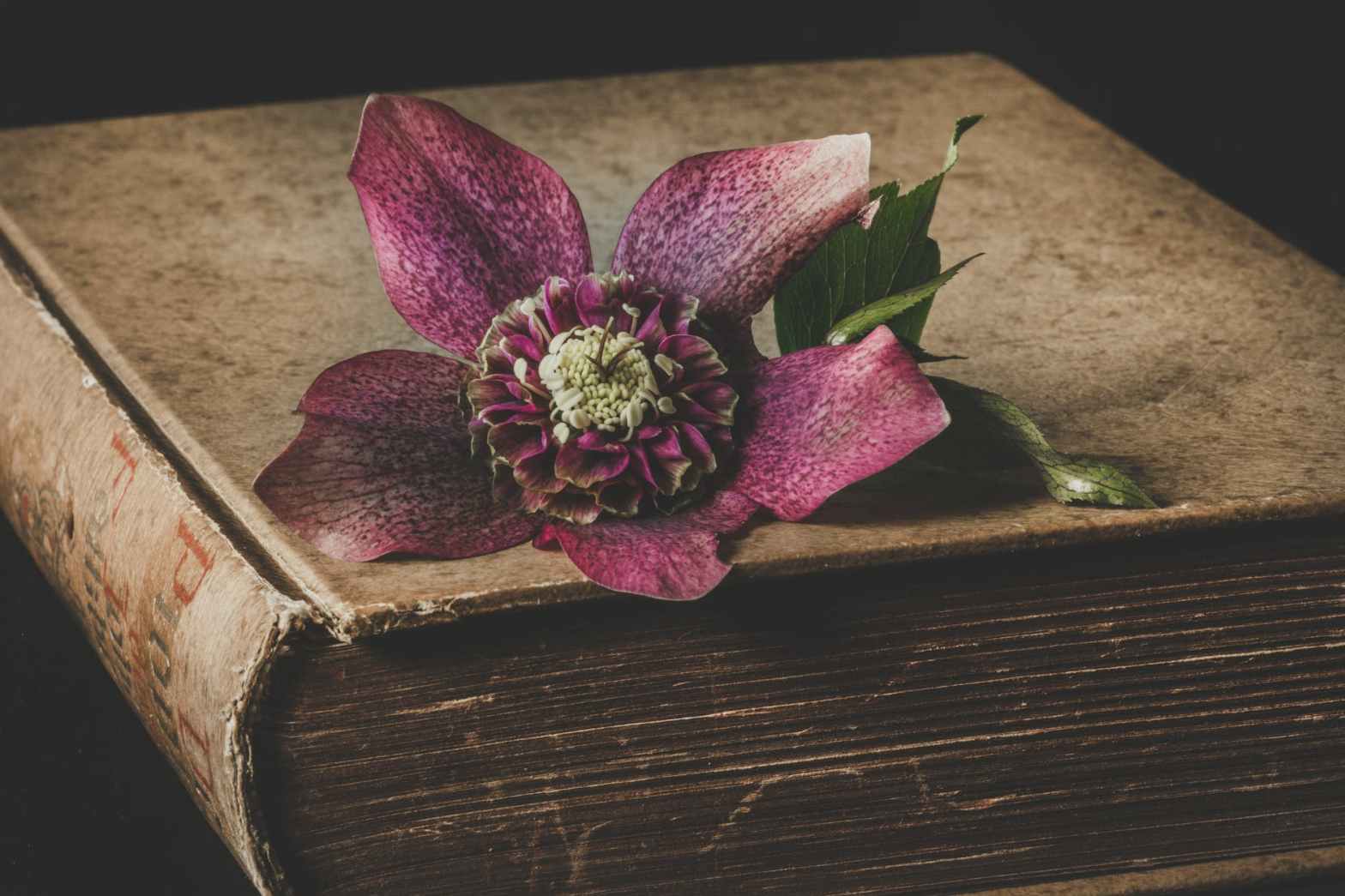 A large flower on top of an old book that is brown with age.