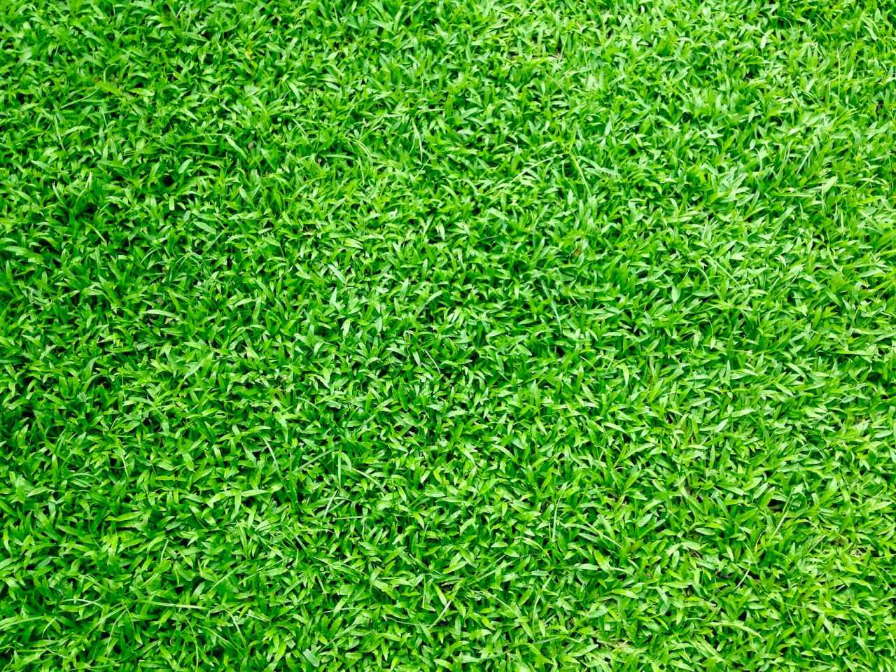 Close-up of green grass.