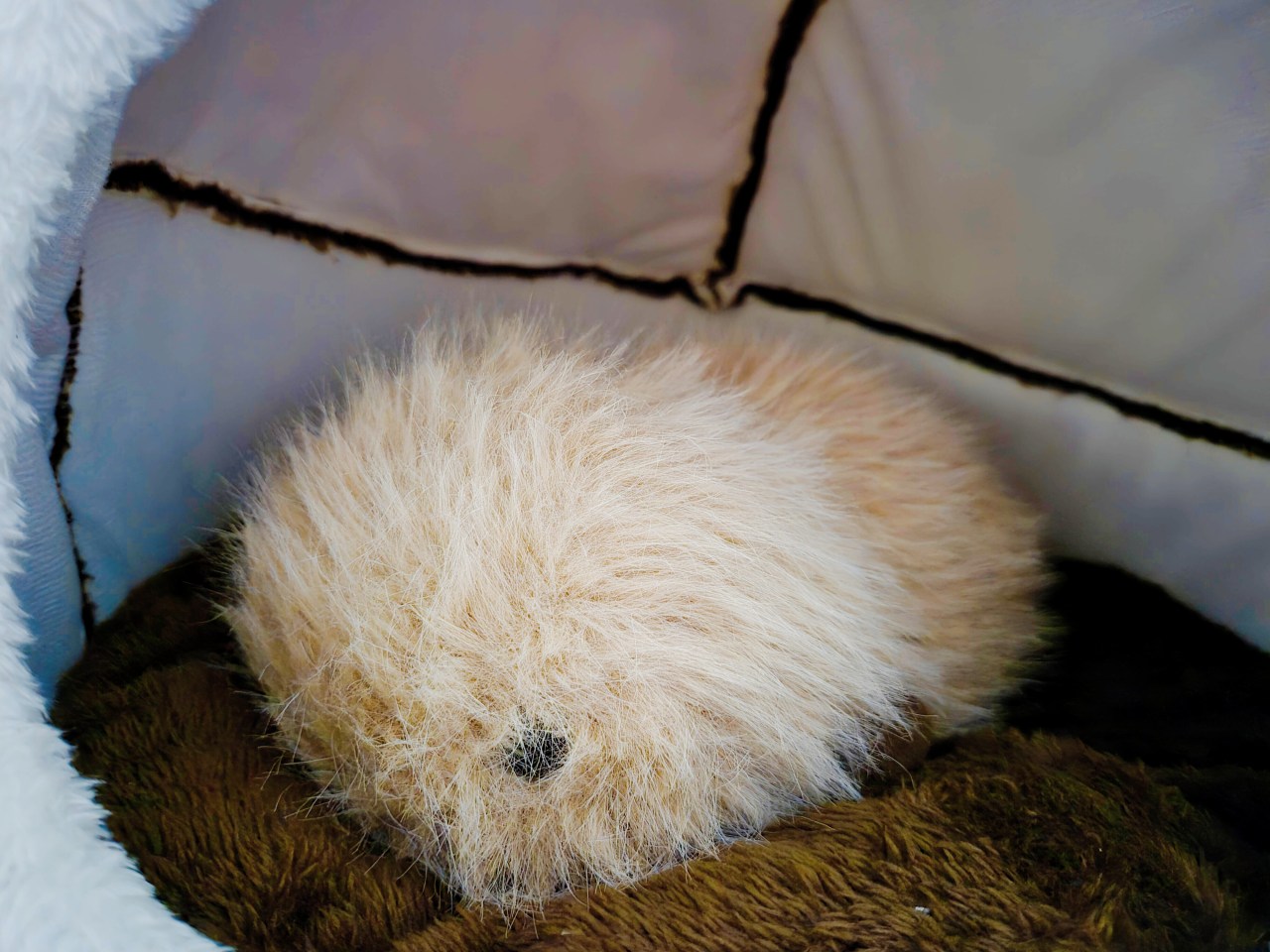 Fluffy, peanut-shaped plush on a plush bed.